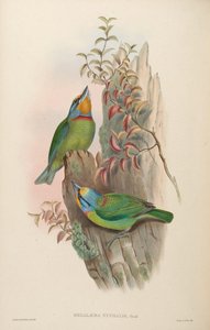 Megalaema nuchalis = Megalaima nuchalis door John Gould
